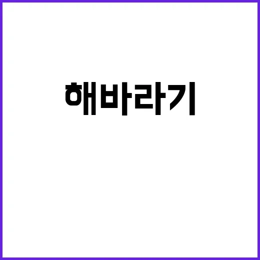 해바라기 꽃말의 비…