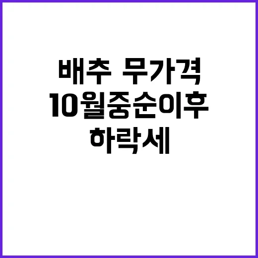 배추·무 가격 하락…