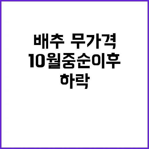 배추·무 가격 하락…