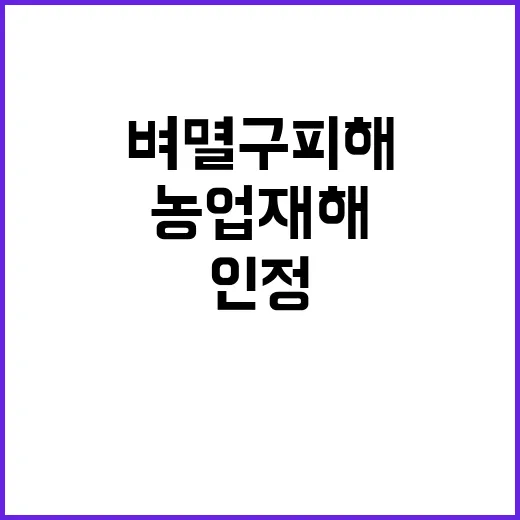 벼멸구 피해 농업재해 인정을 검토하는 농식품부!