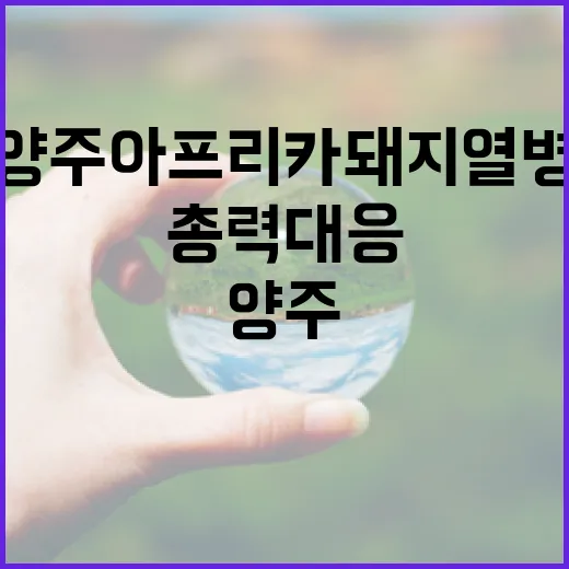 양주 아프리카돼지열병 확산 차단 총력 대응!