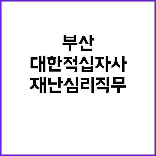 대한적십자사 정규직…