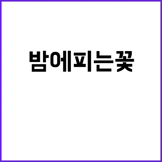 밤에 피는 꽃