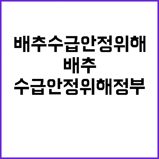 배추 수급 안정 위해 정부의 전격적인 추가 공급!