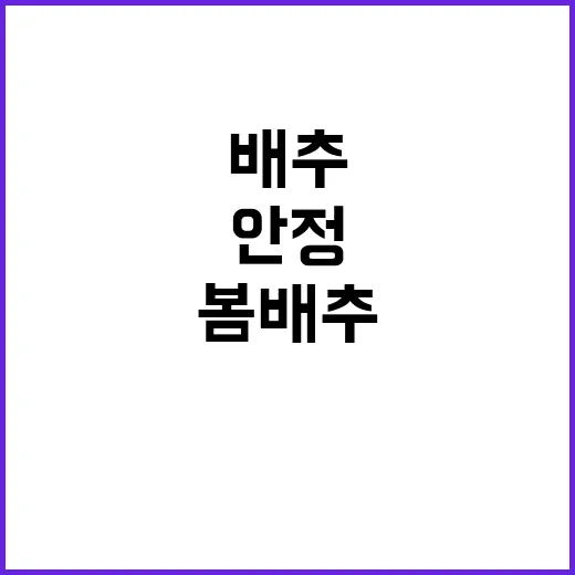 여름배추 작황 양호…