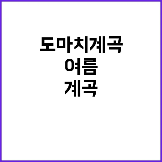 숲속도마치계곡캠핑장…