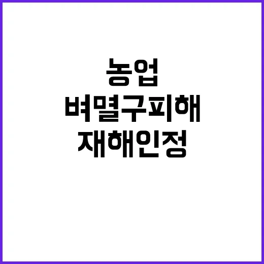 벼멸구 피해 농작물 농업재해 인정될까?