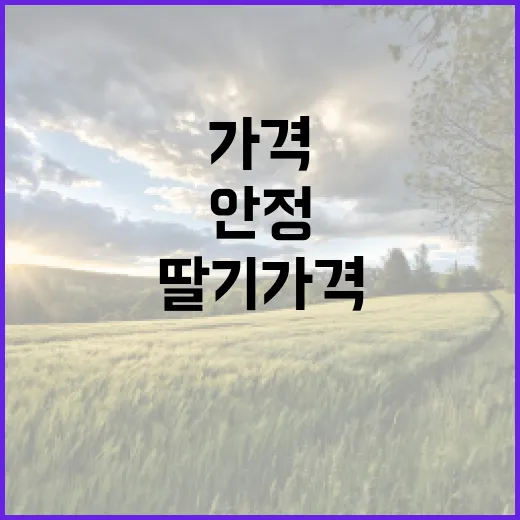 딸기 가격 안정 생…