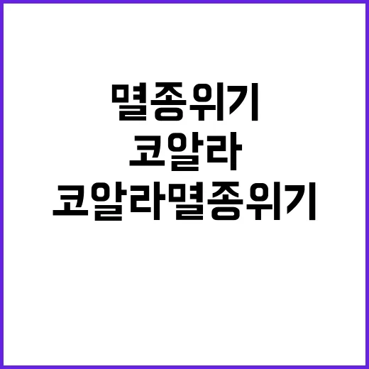 코알라 멸종 위기 속 희망의 빛은?