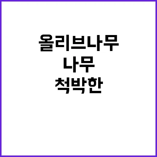 최상의 올리브 나무…