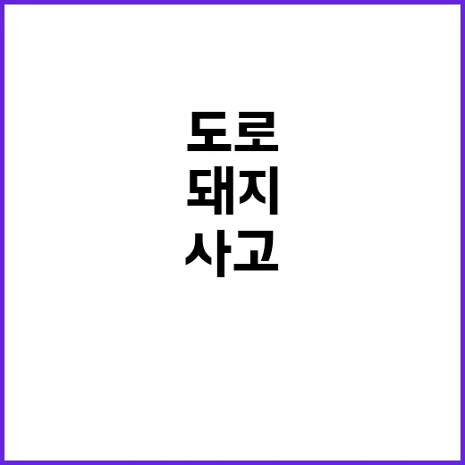 돼지 30마리 화물…