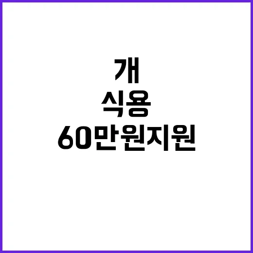 식용 개 사육 60…