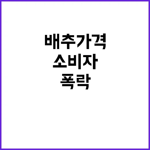 배추 가격 폭락 소…