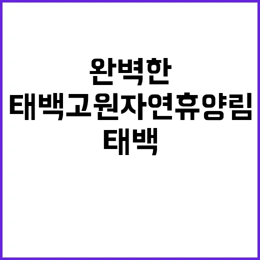 태백고원자연휴양림 …