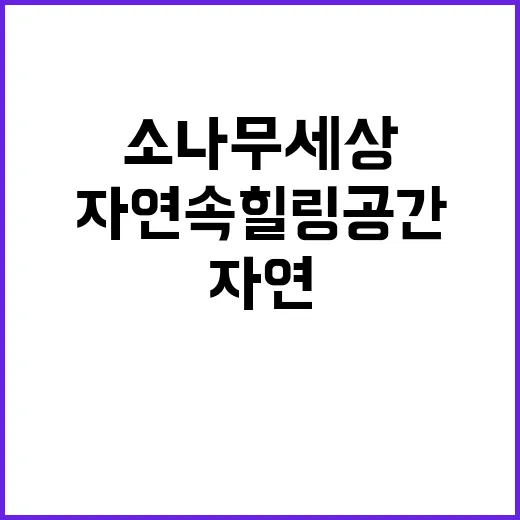 소나무세상