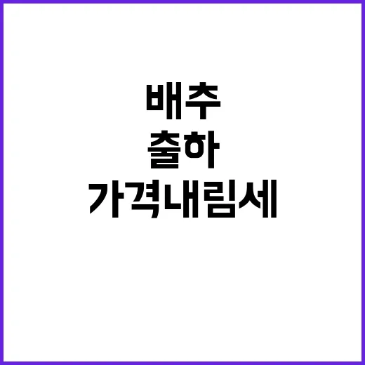 배추 출하 가격 내…