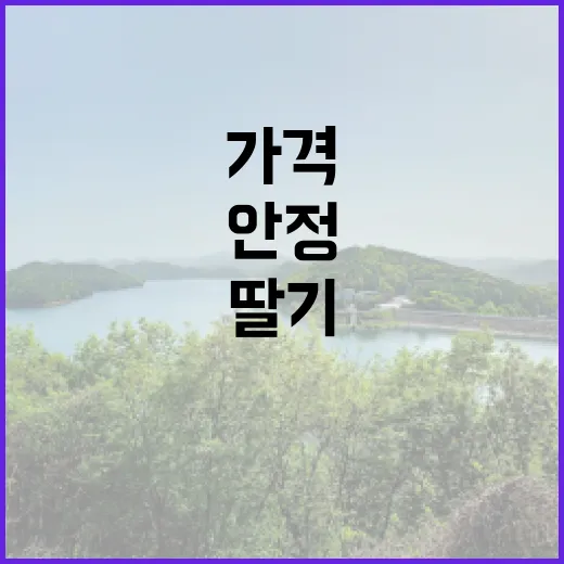 딸기 가격 안정 중장기적 생산 증가 예측!