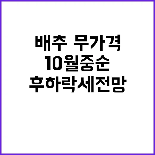 배추·무 가격 10월 중순 후 하락세 전망!