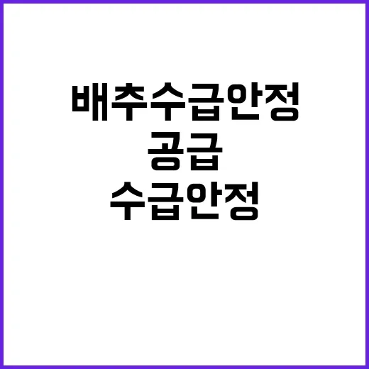 배추 수급 안정 정부의 탄력적 공급 계획 공개!