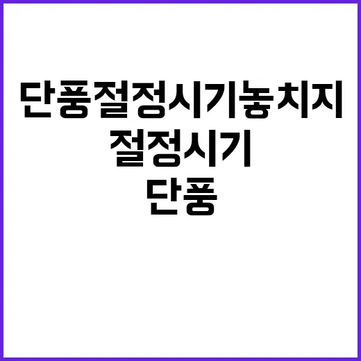 단풍 절정 시기 놓치지 말고 확인하세요!