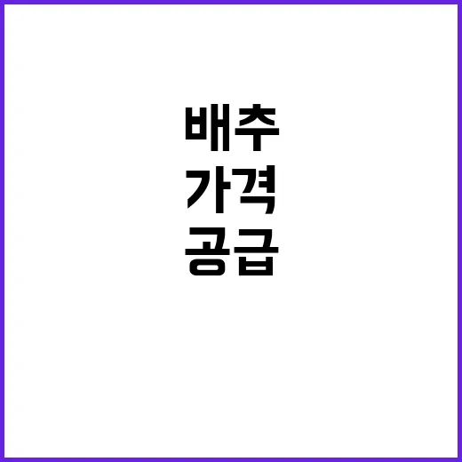 배추 임박 공급 가…