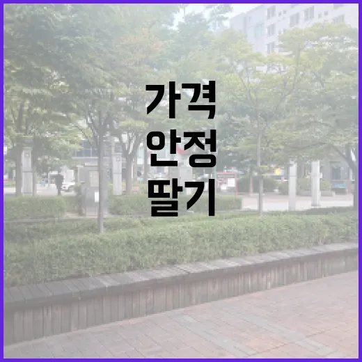 딸기 가격 안정 중장기 생산 증가 예고!