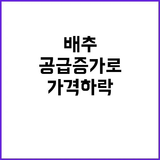 배추 가격 하락 공급 증가로 변화하는 시장!