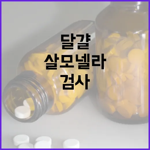 살모넬라 달걀 안전성 검사 강화 소식! 클릭 필수!