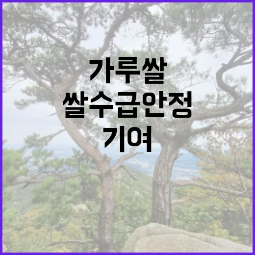 가루쌀 쌀 수급안정…