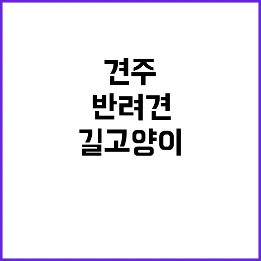 반려견 길고양이 해치는 사건에 견주 책임?