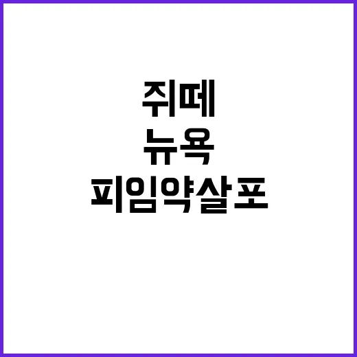 쥐 떼 뉴욕 피임약 살포의 충격적 이유!