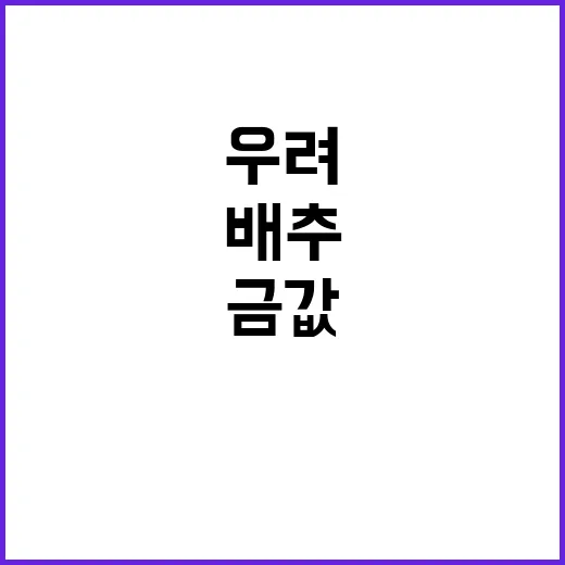 금값 배추 김치수출 급감 우려의 소식!