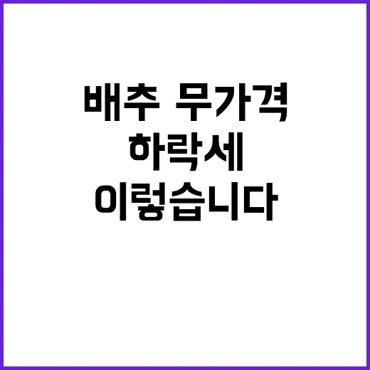 배추·무 가격 하락…