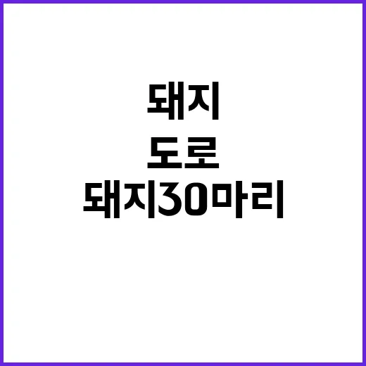 돼지 30마리 도로에서 사고로 쏟아졌다!