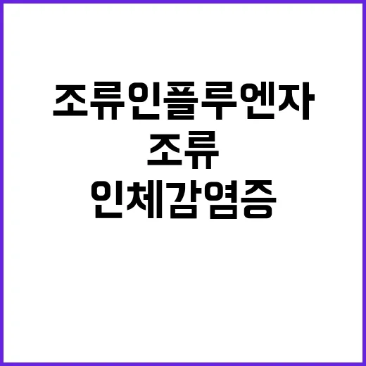 조류인플루엔자 인체…