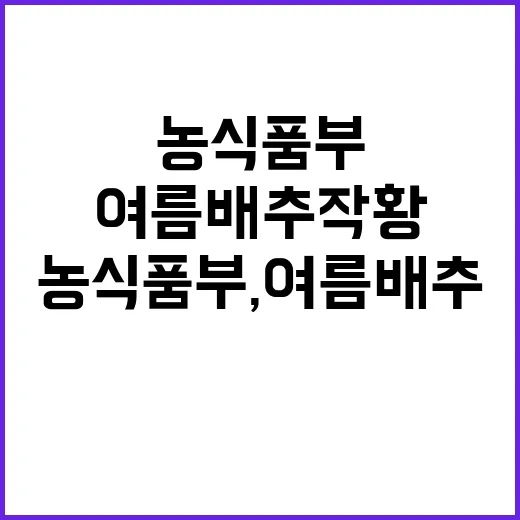 농식품부, 여름배추…