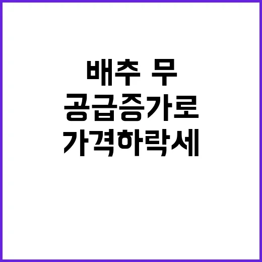 가격 하락세 배추·무 공급 증가로 놀라운 사실!