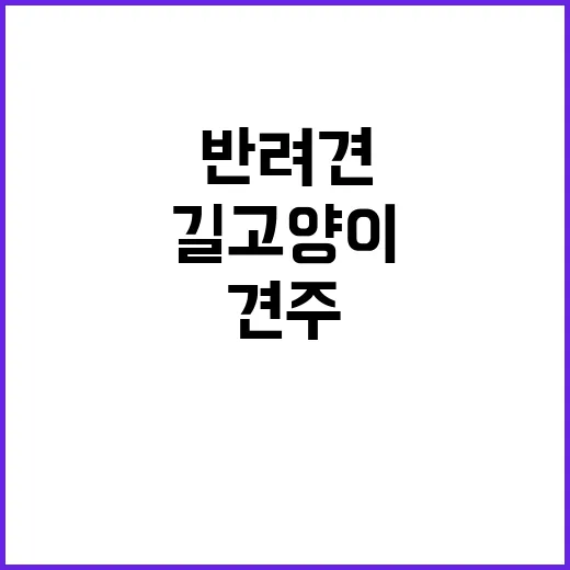 반려견 길고양이 공…