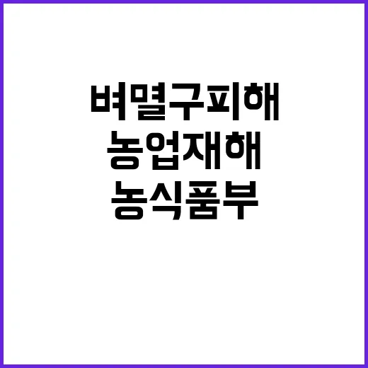 벼멸구 피해 농업재…