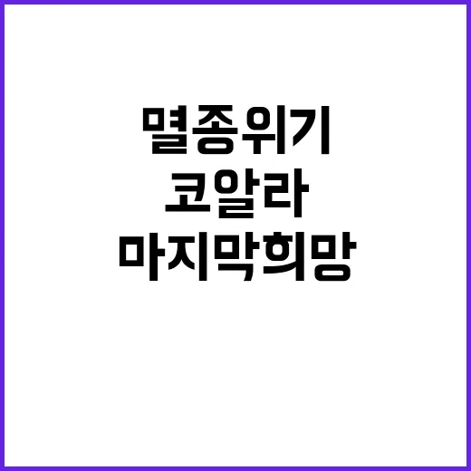 코알라 멸종 위기 속에서의 마지막 희망!