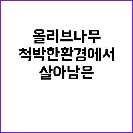 올리브 나무 척박한 환경에서 살아남은 기적!