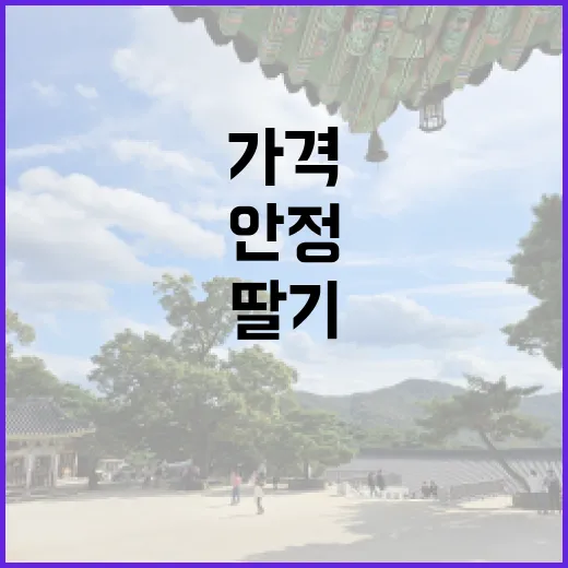 딸기 가격 안정 미래 생산 증가 기대!