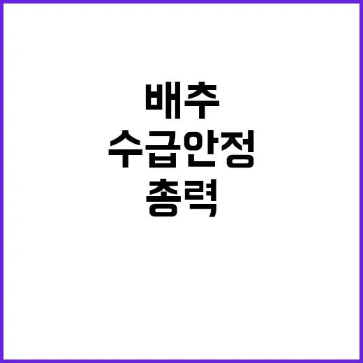 배추 추가 공급 정…