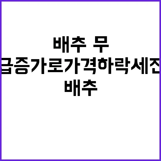 배추·무 공급 증가…