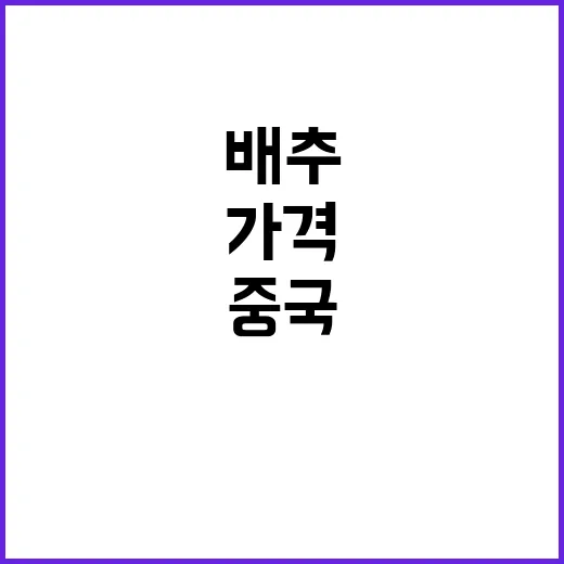 중국 배추 대량 수…