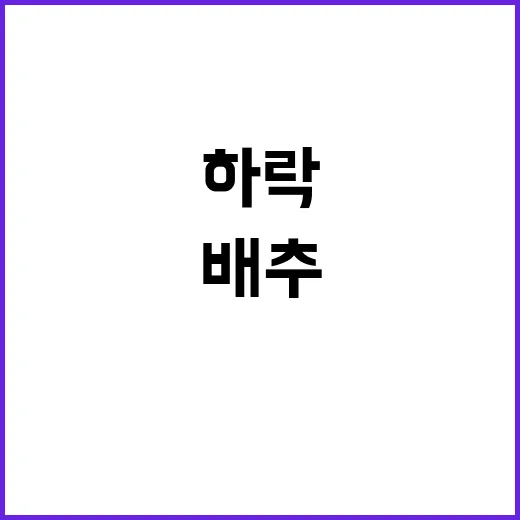 배추·무 가격 하락…