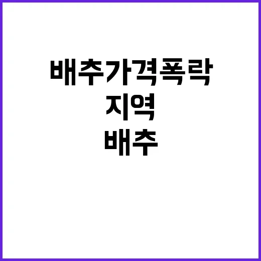 배추 가격 폭락! 출하 지역 확장의 결과는?