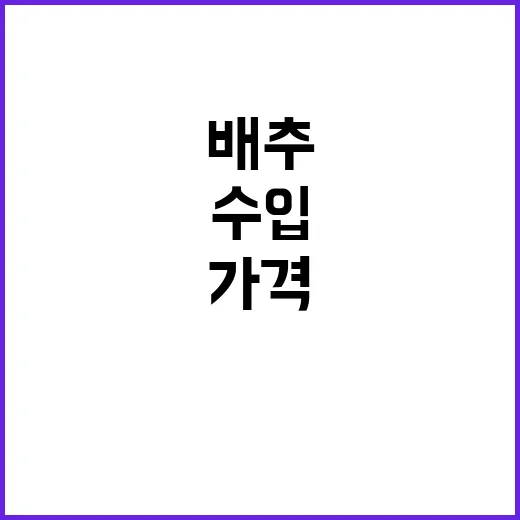 수입 배추 4000톤 공급! 가격 하락 시작?