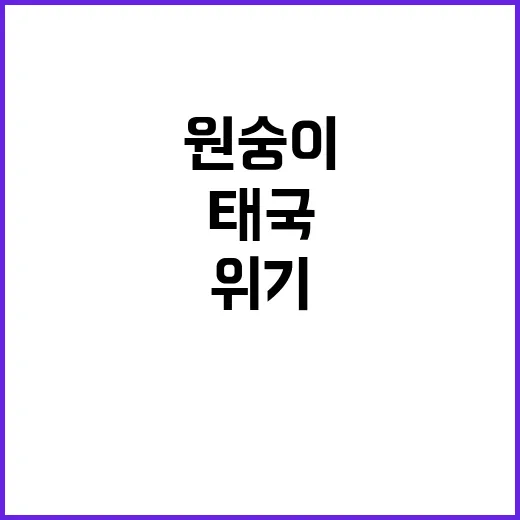 원숭이 대탈출 태국…