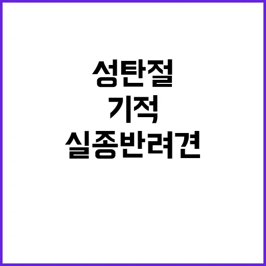 기적 성탄절에 돌아…